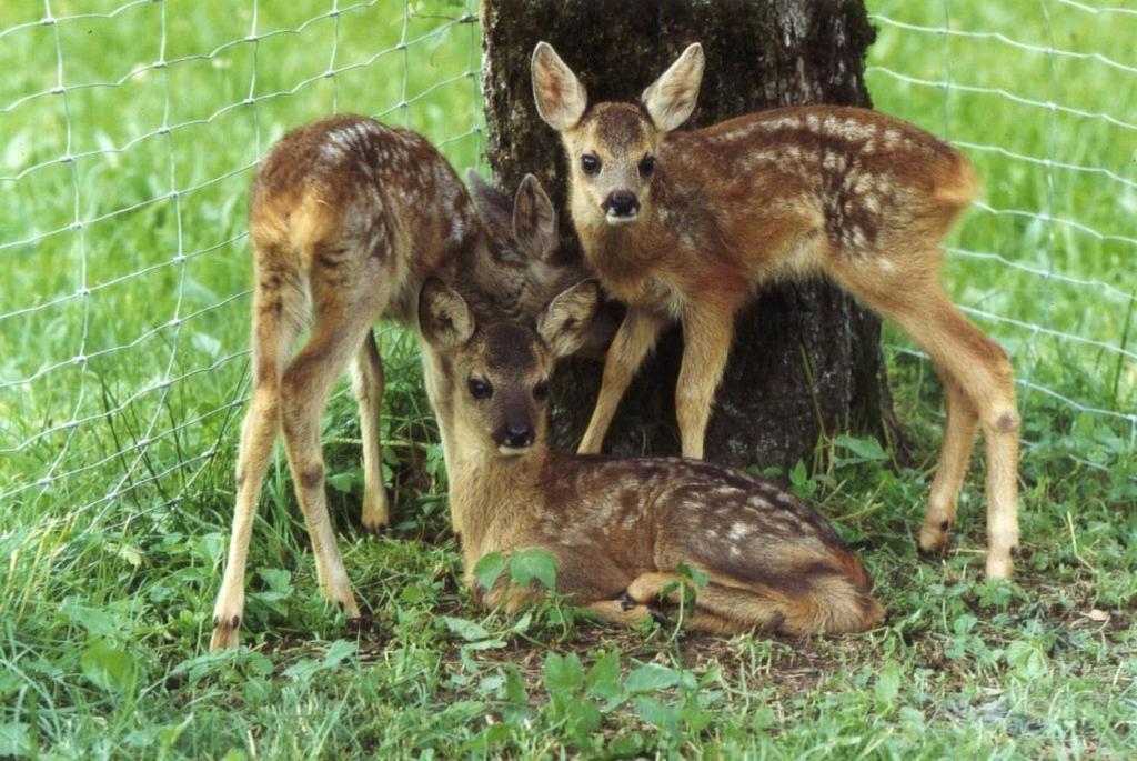 Ferienhof Unterfuehrholzergut Klaus an der Pyhrnbahn Exterior foto